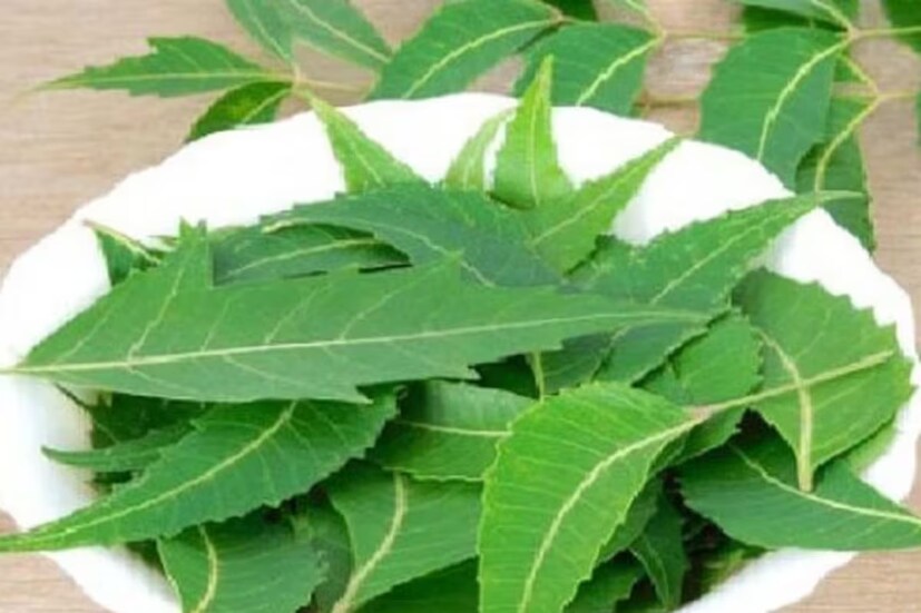 আয়ুর্বেদিক ডাক্তারের মতে নিম পাতায় রয়েছে বহু ওষুধের গুণাবলী, যা আমাদের ব্লাড শুগার লেভেল কম করতে সাহায্য করে।  এখন প্রশ্ন নিমপাতা কী ভাবে খাবেন? সাধারণ খাবারের পর নিমের জল পান করতে পারেন৷ 