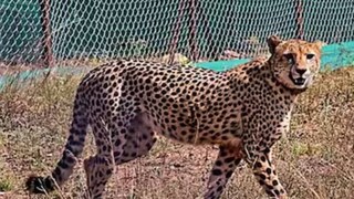 কুনো জাতীয় উদ্যানে ফের চিতামৃত্যু (ফাইল ছবি) কুনো জাতীয় উদ্যানে ফের চিতামৃত্যু (ফাইল ছবি)