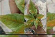 পঞ্চ বা সপ্তপর্ণী! বিরল ঘটনা শ্রাবণ মাসে! বেলপাতায় এ কী পরিবর্তন!