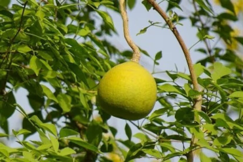 ঘরে বেল পাতা থাকা খুবই শুভ। প্রচলিত বিশ্বাস অনুযায়ী, যে বাড়িতে বেল গাছ থাকে, সেই পরিবার সুখী ও সমৃদ্ধশালী হয়। ঘর থেকে অশুভ শক্তি দূর হয়। মহালক্ষ্মীর আশীর্বাদ পান সেই পরিবারের সদস্যেরা।
