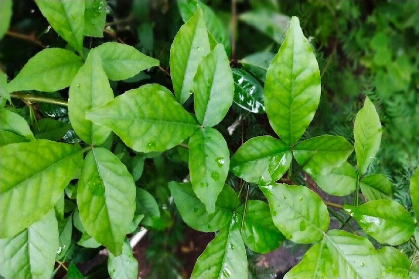  বাস্তু হিন্দুধর্মের অন্যতম গুরুত্বপূর্ণ দিক। কারণ, মনে করা হয়, বাড়ির বাস্তু ঠিক থাকলে আমাদের জীবন মধুর, শান্তিময় এবং সমৃদ্ধ হয়ে ওঠে। আমরা ঈশ্বরের কাছে পূজা নিবেদন করার সময় বিল্ব পত্র বা বেল পাতা ব্যবহার করে থাকি। বেল পাতা ছাড়া কোনও পূজাই সম্পূর্ণ হয় না।