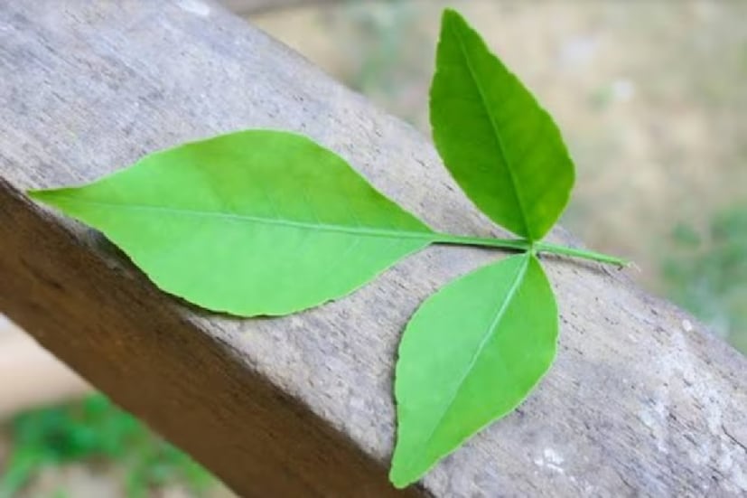বেলপাতা সংক্রান্ত বাস্তু নিয়ম৷ ত্রিভূজাকার বেল পাতা হল সিদ্ধান্ত গ্রহণ, কর্ম ক্ষমতা এবং জ্ঞানের প্রতীক৷ হিন্দু ধর্মের পাশাপাশি জৈন ধর্মেও বেল পাতা এবং গাছকে অত্যন্ত শুভ বলে বিবেচনা করা হয়।