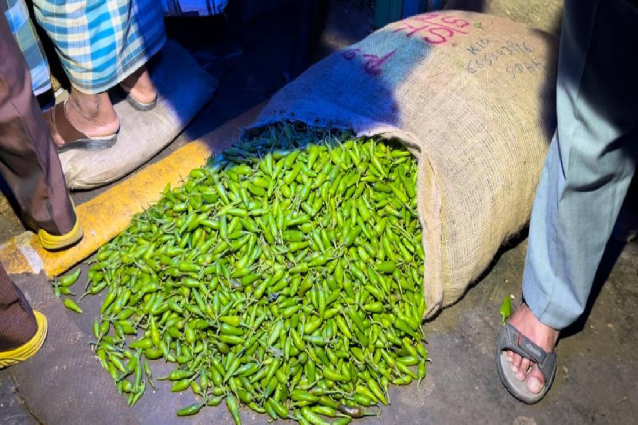 Green Chilli Price: বেলডাঙা লঙ্কা বলে বাজারে চড়া দামে বিকোচ্ছ, জানেন পিছনের পুরো গল্পটা কী?