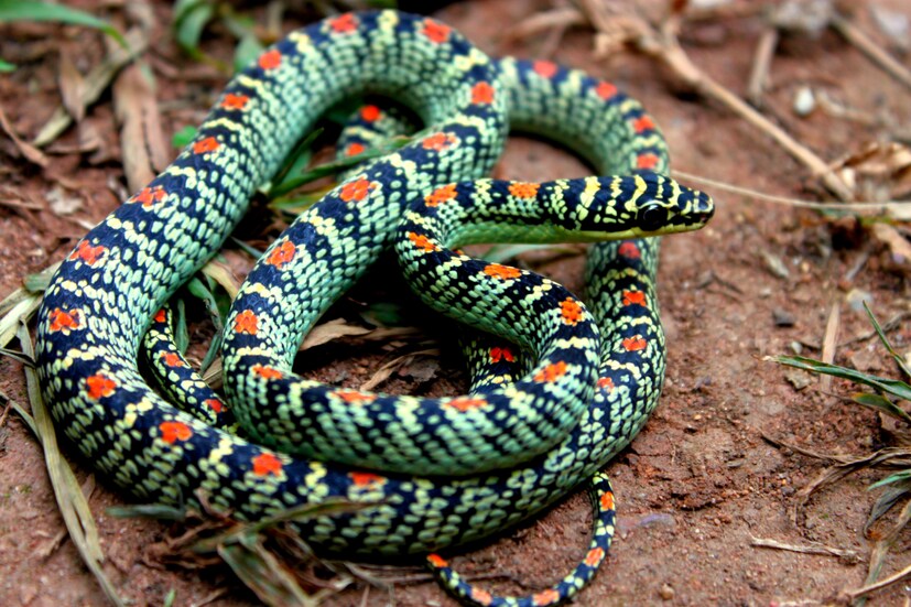 ইংরেজিতে ফ্লাইং স্নেক (Flying Snake) বলা হলেও এই সাপ সক্রিয়ভাবে উড়তে পারে না। খাদ্যগ্রহণ এবং চরিত্রগত কারণে উঁচু গাছের ডাল থেকে নিচু গাছের ডালে লাফ দিতে পারে। লাফ দেওয়ার সময় এরা সারা শরীরটা চ্যাপ্টা করে নেয়, যাতে ঠিক মতো গ্লাইড করা যায়৷ এটাই এদের বৈশিষ্ট্য৷ 