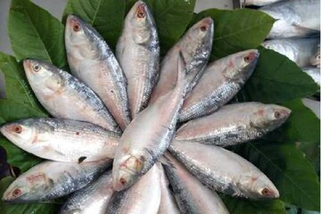 ভরা বর্ষায়, আহ্! কিন্তু ইলিশের ডিম কাদের জন্য চূড়ান্ত বিষ? সেটা কি জানেন..
