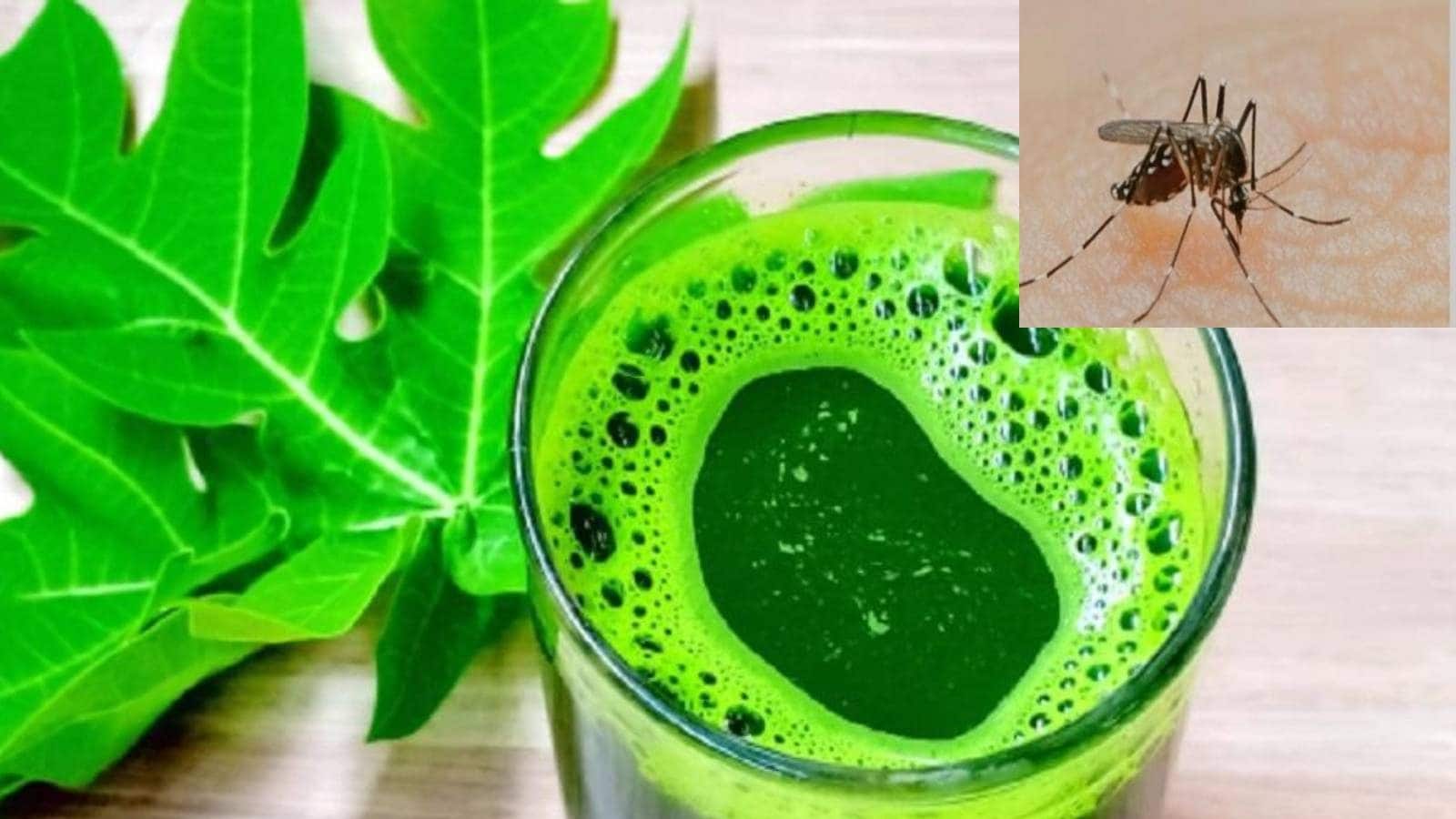 Papaya Leaf juice in Dengue পেঁপেপাতার রস ও কাঁচা পেঁপে খেতেই হবে