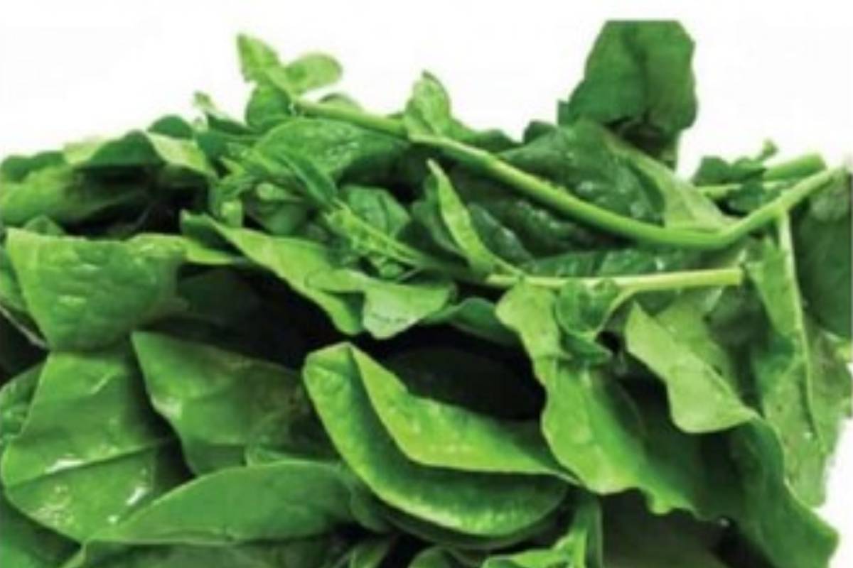 Leafy Vegetables in Monsoon এই সহজ নিয়ম মেনে বর্ষায় শাক খান, হবে না