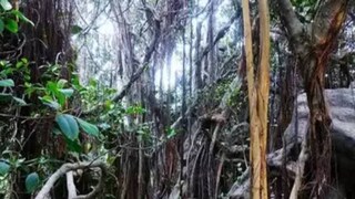 দৃষ্টি বিভ্রম বা অপটিক্যাল ইলিউশন হল চোখের ধাঁধাঁ