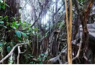 দৃষ্টি বিভ্রম বা অপটিক্যাল ইলিউশন হল চোখের ধাঁধাঁ