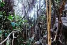 পারবেন ৭ সেকেন্ডে জঙ্গল থেকে ডাইনোসরকে বার করতে? তবেই আপনি ক্ষুরধার
