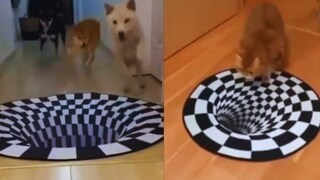 একটা অপটিক্যাল ইলিউশনের সামনে পড়লে কে রহস্য ভেদ করতে পারে- কুকুর না বিড়াল? ভিডিও দেখে থ হয়ে যাবেন! (Twitter/@DAMNINTERESTlNG) একটা অপটিক্যাল ইলিউশনের সামনে পড়লে কে রহস্য ভেদ করতে পারে- কুকুর না বিড়াল? ভিডিও দেখে থ হয়ে যাবেন! (Twitter/@DAMNINTERESTlNG)