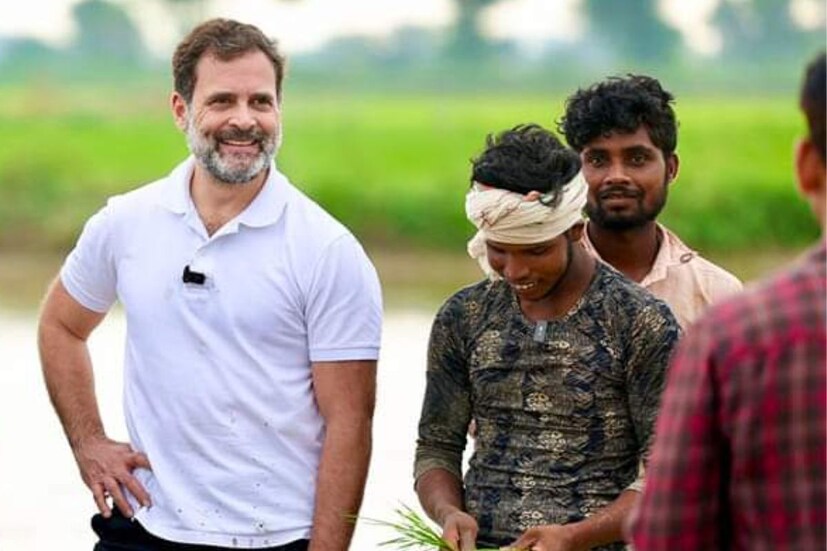 তবে শুধু কথা বলেই থেমে থাকেননি তিনি। নিজে মাঠেও নেমে পড়লেন। এখন ধান বোনার সময়। কীভাবে সব কাজ হচ্ছে তা দেখতেই মাঠে নামেন তিনি। তবে তাতেই ক্ষান্ত হন না এই কংগ্রেস নেতা। নিজেই হাতে তুলে নেন ধানের চারা। মাঠে ধান রুইতে শুরু করেন তিনি। {ছবি সৌজন্যে রাহুল গান্ধির স্যোশাল মিডিয়া}