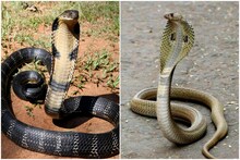 Snake News: বর্ষায় গ্রামে এই ৪ সাপ ভয়ঙ্কর! কামড়ালেই সর্বনাশ! ছোবল দিলে কী করবেন
