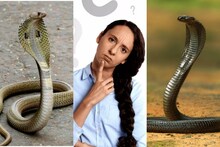 কোন দেশে সাপের কামড়ে মানুষের মৃত্যু হয় না? রয়েছে পৌরানিক ও বৈজ্ঞানিক ব্যাখ্যা