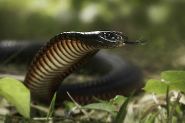 Snake News: বর্ষায় গ্রামে এই ৪ সাপ ভয়ঙ্কর! কামড়ালেই সর্বনাশ! ছোবল দিলে কী করবেন Snake News: বর্ষায় গ্রামে এই ৪ সাপ ভয়ঙ্কর! কামড়ালেই সর্বনাশ! ছোবল দিলে কী করবেন