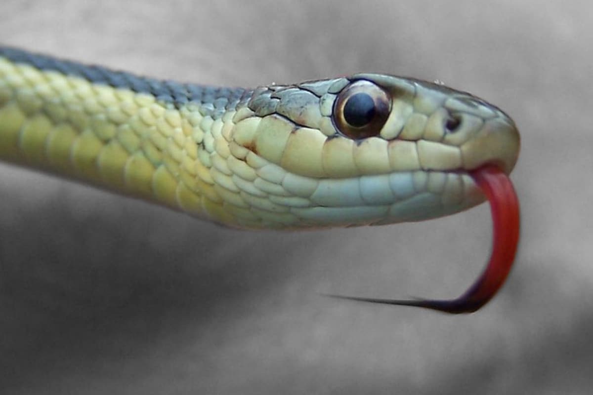 Уши у змей. Язык змеи. Змея с языком. Змея с высунутым языком.