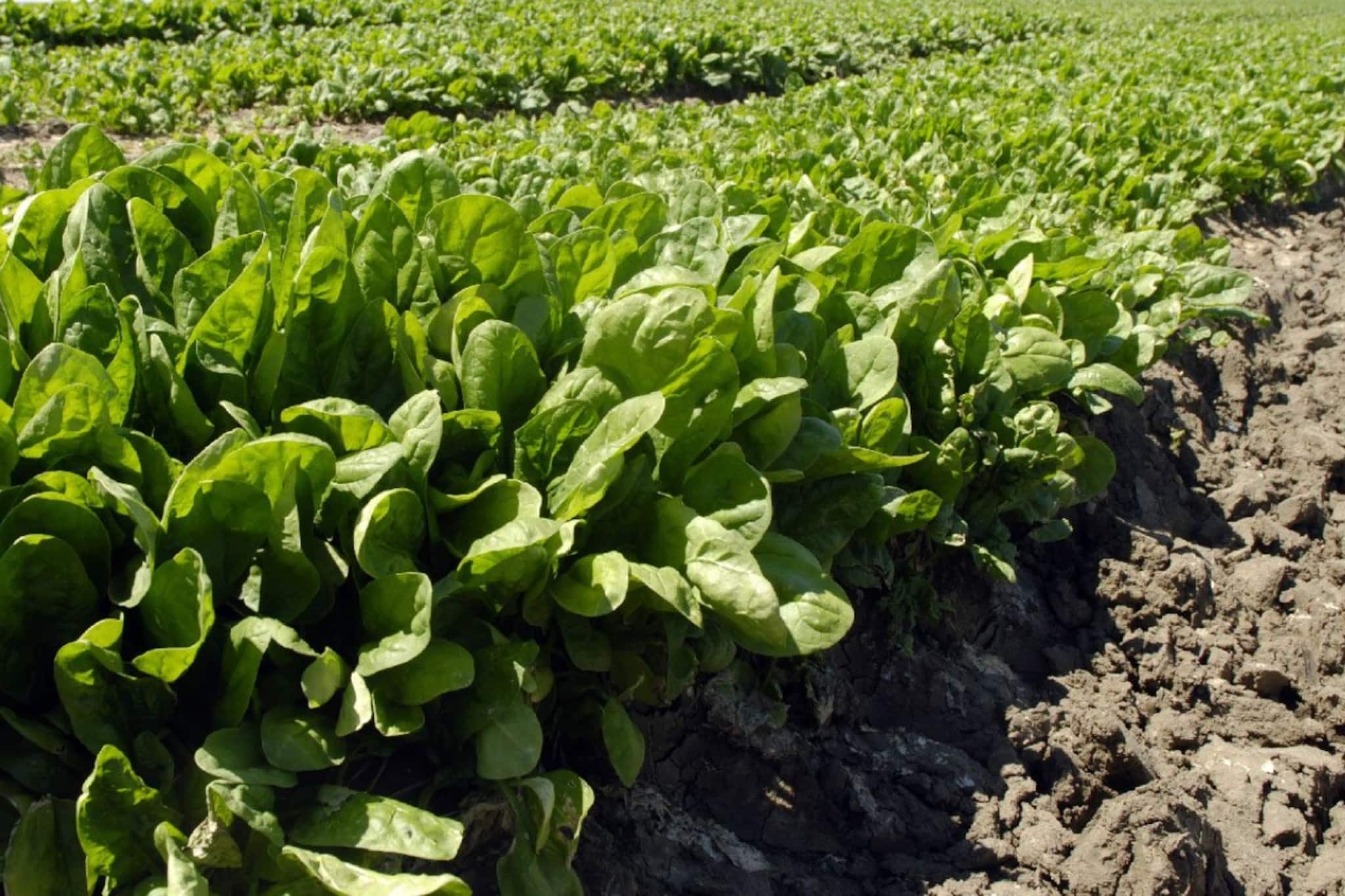 Spinach Farming: পালংশাকে ব্যাপক লাভ! কী ভাবে চাষ করবেন জানেন? বিস্তারিত বলছেন বিশেষজ্ঞ