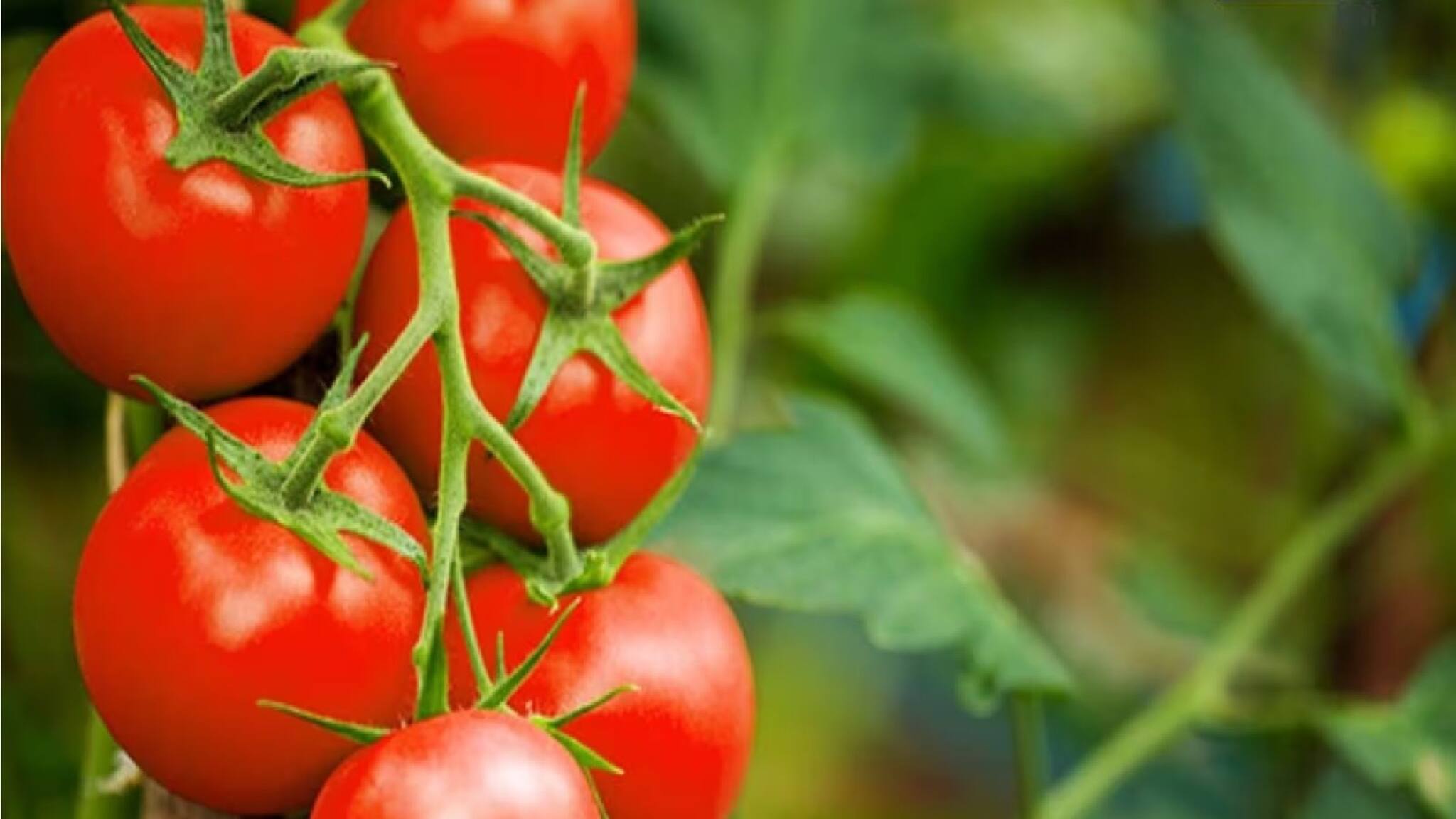 Tomatoes: ইউনিফর্ম পরে চাষ করছেন কৃষক! কনস্টেবলের আয় শুনলে চমকে যাবেন