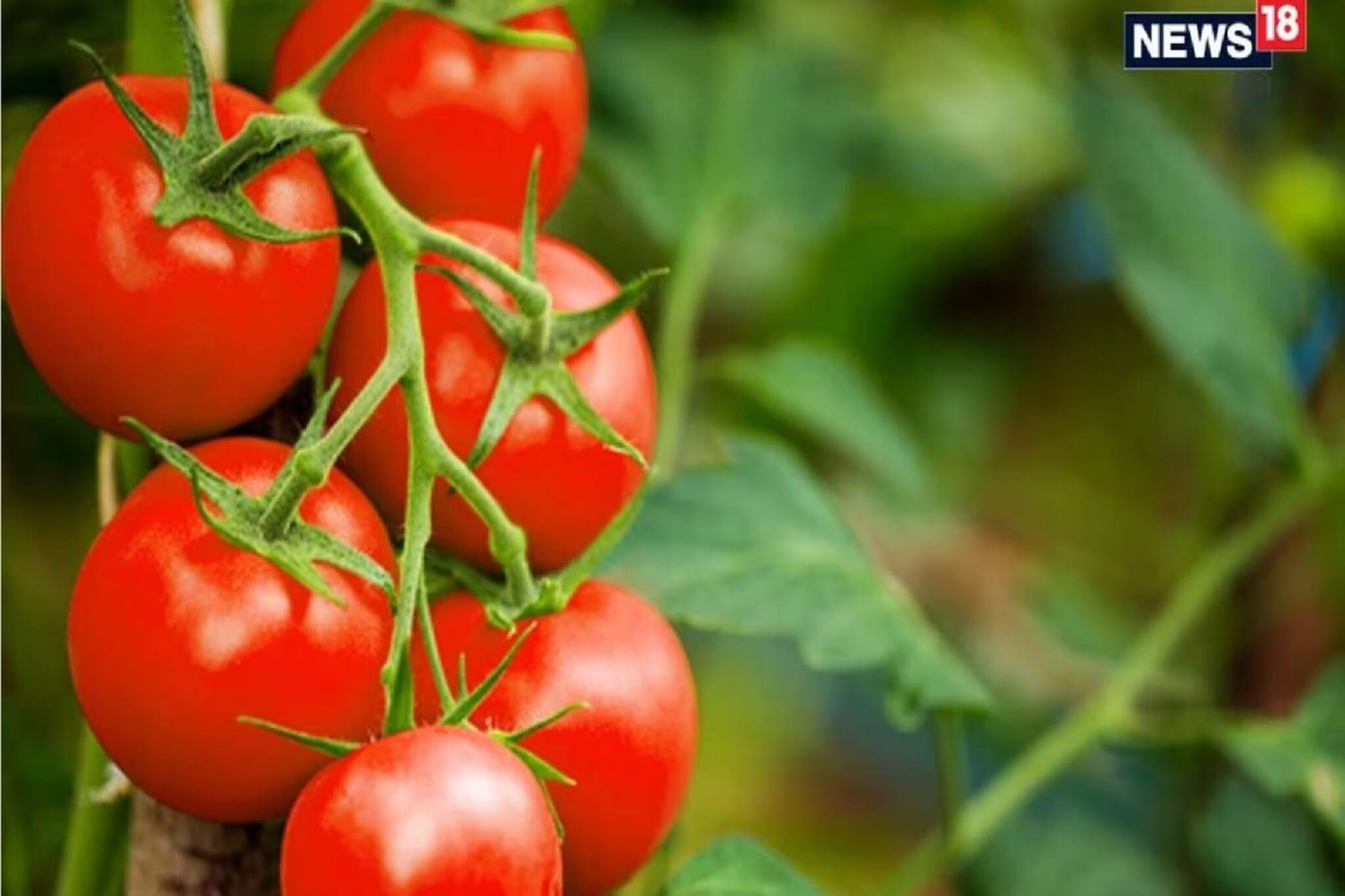 Tomatoes: ইউনিফর্ম পরে চাষ করছেন কৃষক! কনস্টেবলের আয় শুনলে চমকে যাবেন