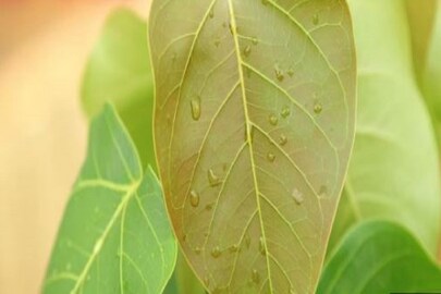 কোন গাছ লাগাবেন না ঘরে?