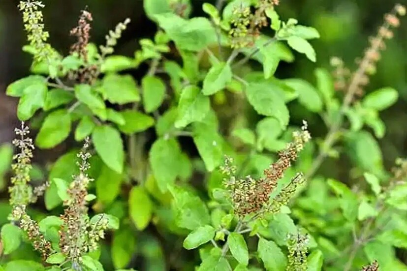  বাস্তু মতে, গঙ্গার জলে তুলসী মঞ্জরি মিশিয়ে নিয়ে সারা ঘরে ছিটিয়ে দিন৷ এতে সুখ-শান্তি ও সমৃদ্ধি বজায় থাকবে৷ (এই প্রতিবেদনের তথ্য জ্যোতিষের থেকে প্রাপ্ত, নিউজ ১৮ বাংলা এর কোনও তথ্য নিশ্চিত করে না )
