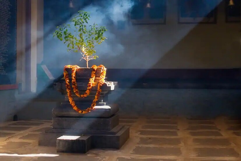 তবে অনেক সময় নানা কারণে বাড়িতে এই সকল গাছ কাটতে হয়। তখন এর কু-প্রভাব থেকে বাঁচতে শাস্ত্রমতে অনেক নিয়ম কানুন মেনে পুজো ইত্যাদি করে তবেই কাটতে হবে। অন্য কোথাও সেই গাছে চারা বসাতে হয়। এতে অমঙ্গলের দোষ কাটার সম্ভাবনা থাকে।