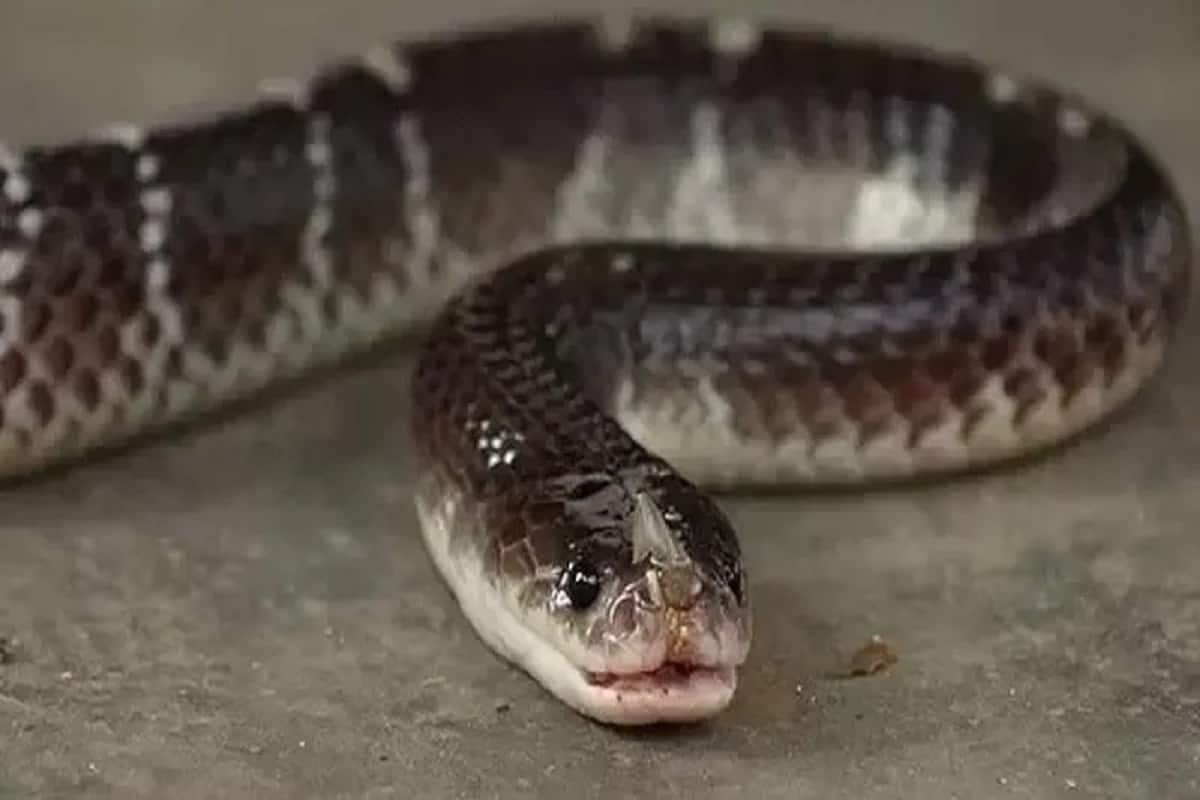 Knowledgeable Snake Viral News, Knowledge Story, General Knowledge News: খুব সাবধানে থাকুন ...