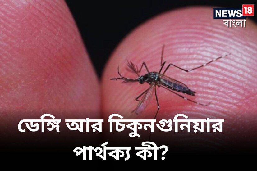 ডেঙ্গি এবং চিকুনগুনিয়ার মধ্যে পার্থক্য কী: ভারতে বর্ষা বাড়তেই মশাবাহিত রোগগুলির প্রকোপ দেখা যাচ্ছে। একটানা ভারী বৃষ্টির কারণে বিভিন্ন স্থানে জল জমে যেতেই ডেঙ্গি এবং চিকুনগুনিয়া মশার প্রাদুর্ভাব দেখা যাচ্ছে। এই মশাগুলি আমাদের কামড়ালে বিপদ হতে পারে। ভাইরাস সংক্রমণের বড় আশঙ্কা। কিন্তু ডেঙ্গি ও চিকুনগুনিয়ার মধ্যে কোন জ্বর হয়েছে তা কী ভাবে বুঝবেন?
