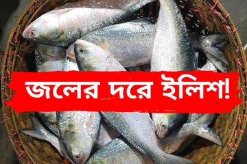 সুখবর সুখবর...! জলের দরে ইলিশ! কত নামল দাম? দেখে নিন কলকাতার বাজার রেট