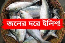 সুখবর সুখবর...! জলের দরে ইলিশ! কত নামল দাম? দেখে নিন কলকাতার বাজার রেট