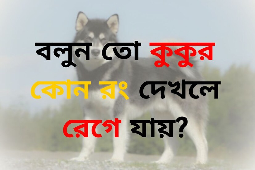 যে কোনও প্রতিযোগিতামূলক পরীক্ষার জন্য সাধারণ জ্ঞান অত্যন্ত জরুরি। চাকরির পরীক্ষায় কোনও না কোনও ভাবে সাধারণ জ্ঞানের প্রশ্ন করাই হয়। আর সেই প্রশ্নে উত্তর সঠিক দিতে পারলে বেশ কয়েক ধাপ এগিয়ে যাওয়া যায় পরীক্ষকদের নজরে। 