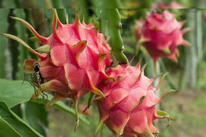 ড্রাগন ফ্রুটের কামাল! 