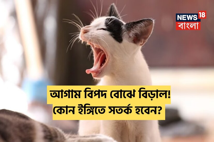 আমরা প্রায়শই জীবনের ঘটনাগুলিকে শুভ লক্ষণ বা অশুভ লক্ষণের সঙ্গে যুক্ত করে দেখি। বলা হয় যে কিছু কিছু লক্ষণ ভবিষ্যতে কী ঘটবে তার ইঙ্গিত দেয়। বিড়ালদেরও নিয়ে এমনটা বলা হয়।