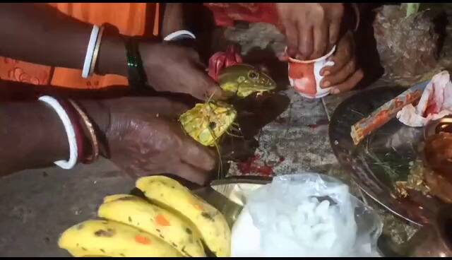 সামাজিক রীতি-নীতি মেনে হল ব্যাঙের বিয়ে