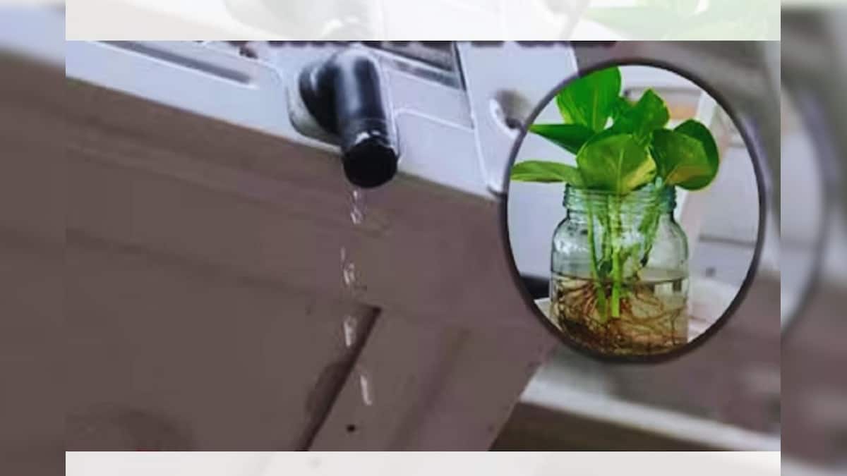 How to Use AC water for Plants জল সংরক্ষণ জরুরি তো বটেই, তা এসির জল কি
