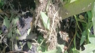 স্থানীয় বাসিন্দারা গিয়ে দেখে ক্ষতবিক্ষত অবস্থায় পড়ে আছে চতুর্থ শ্রেণীর ছাত্র ইউসুফ মন্ডল