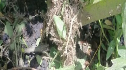 স্থানীয় বাসিন্দারা গিয়ে দেখে ক্ষতবিক্ষত অবস্থায় পড়ে আছে চতুর্থ শ্রেণীর ছাত্র ইউসুফ মন্ডল স্থানীয় বাসিন্দারা গিয়ে দেখে ক্ষতবিক্ষত অবস্থায় পড়ে আছে চতুর্থ শ্রেণীর ছাত্র ইউসুফ মন্ডল