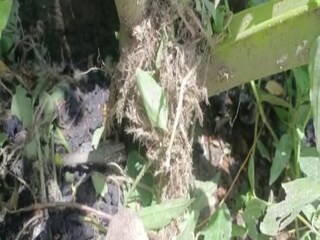 স্থানীয় বাসিন্দারা গিয়ে দেখে ক্ষতবিক্ষত অবস্থায় পড়ে আছে চতুর্থ শ্রেণীর ছাত্র ইউসুফ মন্ডল