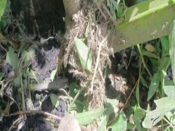 স্থানীয় বাসিন্দারা গিয়ে দেখে ক্ষতবিক্ষত অবস্থায় পড়ে আছে চতুর্থ শ্রেণীর ছাত্র ইউসুফ মন্ডল