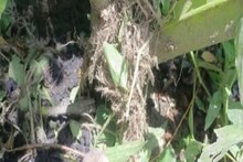 মর্মান্তিক, হঠাৎ একটা বীভৎস আওয়াজ, ৯ বছরের বালক যে অবস্থায় মিলল