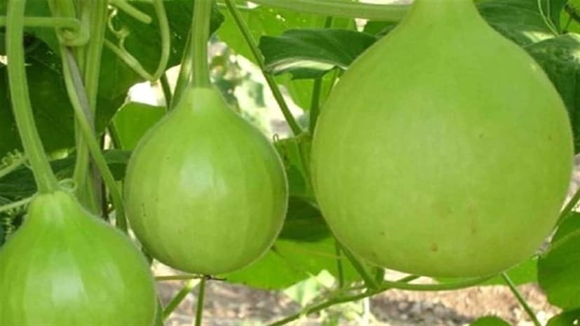 বিজ্ঞান বলছে, লাউ মোটেও সবজি নয়, লাউ হল ফল। ফল তাকেই বলে যা ফুল থেকে তৈরি হয়। লাউও ফুল থেকেই সৃষ্টি হয়।