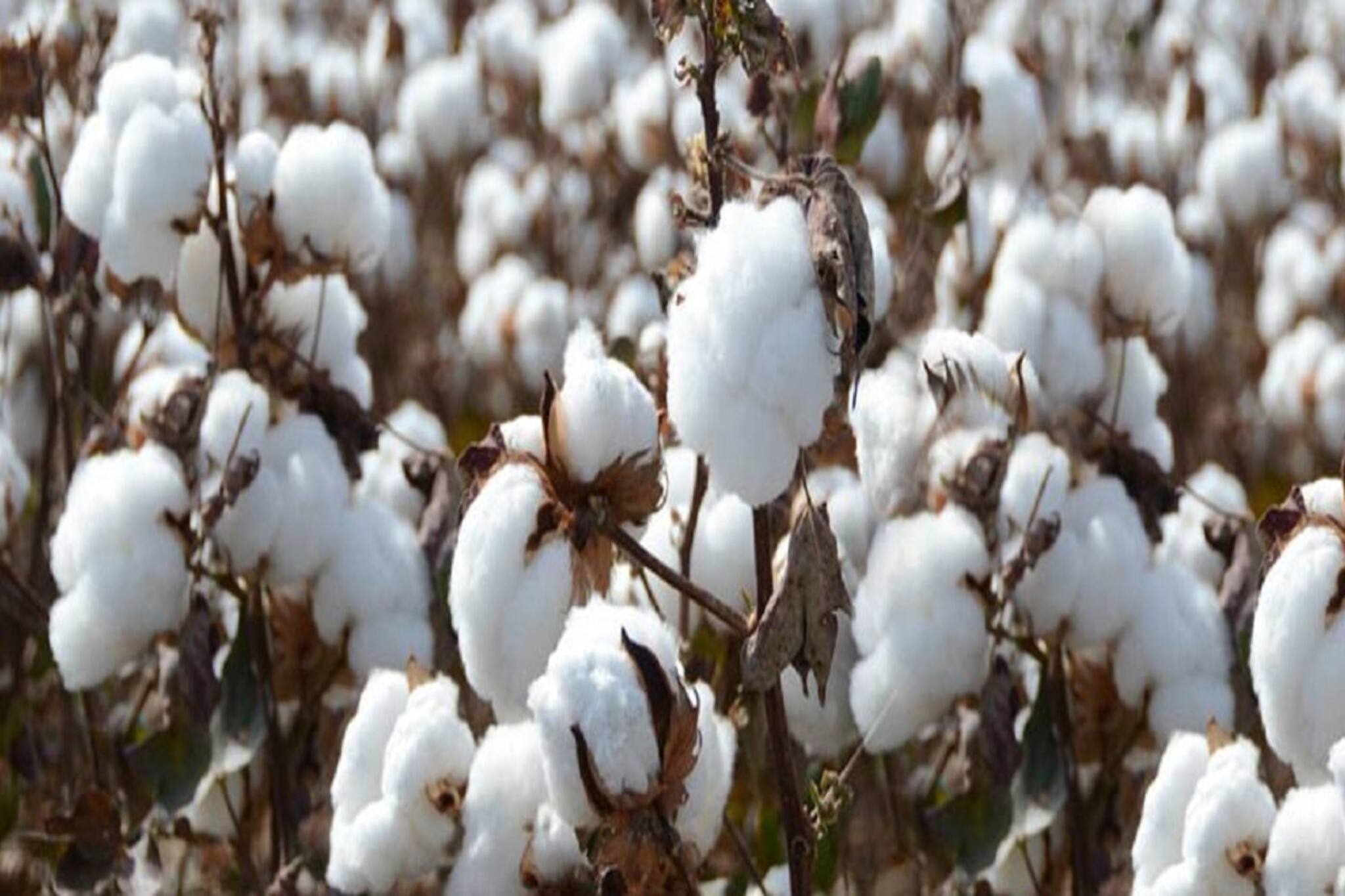 Cotton Farming: তুলা চাষের শত্রু এই সব রোগ, জেনে নিন ফসল বাঁচাতে কী করবেন