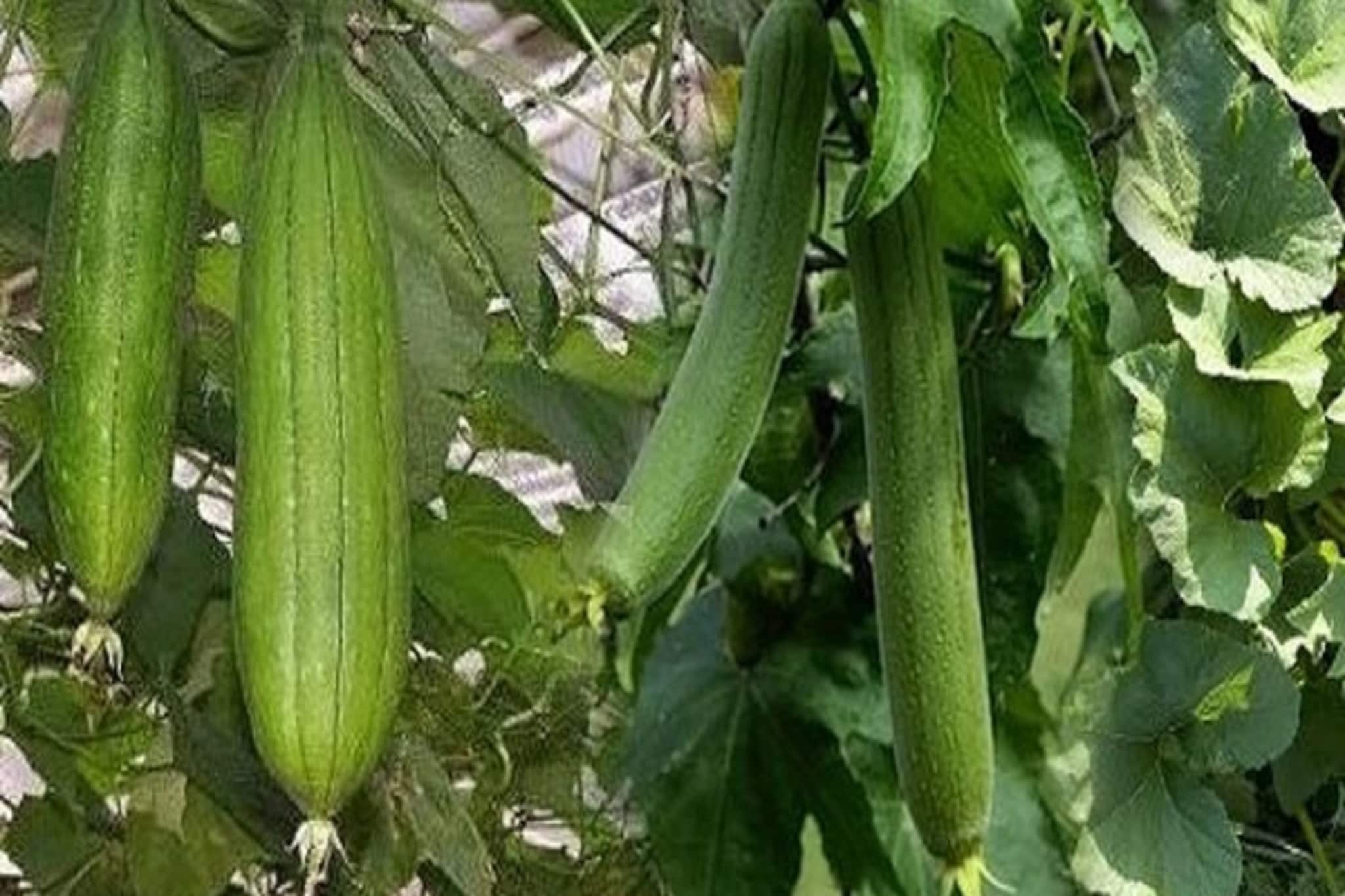 Agriculture: মাসে খরচ মাত্র ১০০০ টাকা, ধুঁধুলের বিকল্প চাষে আপনিও হতে পারেন কোটিপতি