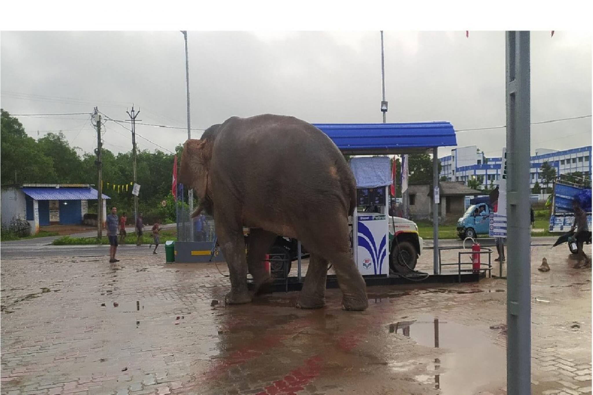 Viral Video: দাদা পেট্রোল-ডিজেলের দর কত যাচ্ছে? পেট্রোল পাম্পে হাতি, তুলকালাম