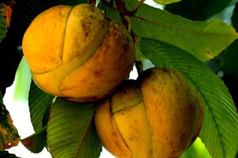 অ্যান্টিঅক্সিডেন্ট এই ফলে পটাসিয়ামও রয়েছে। একইসঙ্গে ক্যানসার রোগ দূরে রাখতে সাহায্য করে, রক্তে কোলেস্টেরলের পরিমাণ কমায়। ডায়াবেটিক রোগীদের জন্যেও এই ফল বেশ উপকারী।