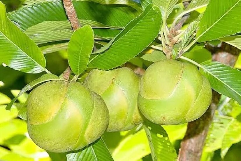 এই ফলে রয়েছে ফাইটোনিউট্রিয়েন্ট যেমন ট্যানিন, স্যাপোনিন এবং স্টেরল। যার সাহায্যে মানসিক রোগ থেকেও মুক্তি মেলে। অবসাদ হোক অ্যাংজাইটি, এই ফল খুব উপকারী।
