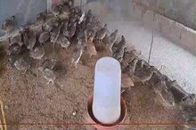 মুরগির চেয়ে ভাল, ডিম দেয় ৩০-৪০ দিনেই, কোয়েলের ব্যবসায় কামানো যায় অঢেল টাকা!