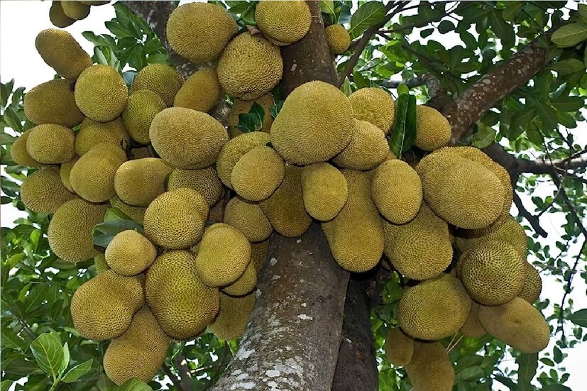 *কীভাবে খেতে হয় এই বীজ? তরকারি বানিয়ে খাওয়া যেতে পারে। কিংবা তরকারির মধ্যেও এটা যোগ করা যাবে। এমনকী আচারও তৈরি করলেও খেতে দুর্দান্ত লাগে। সংগৃহীত ছবি। 