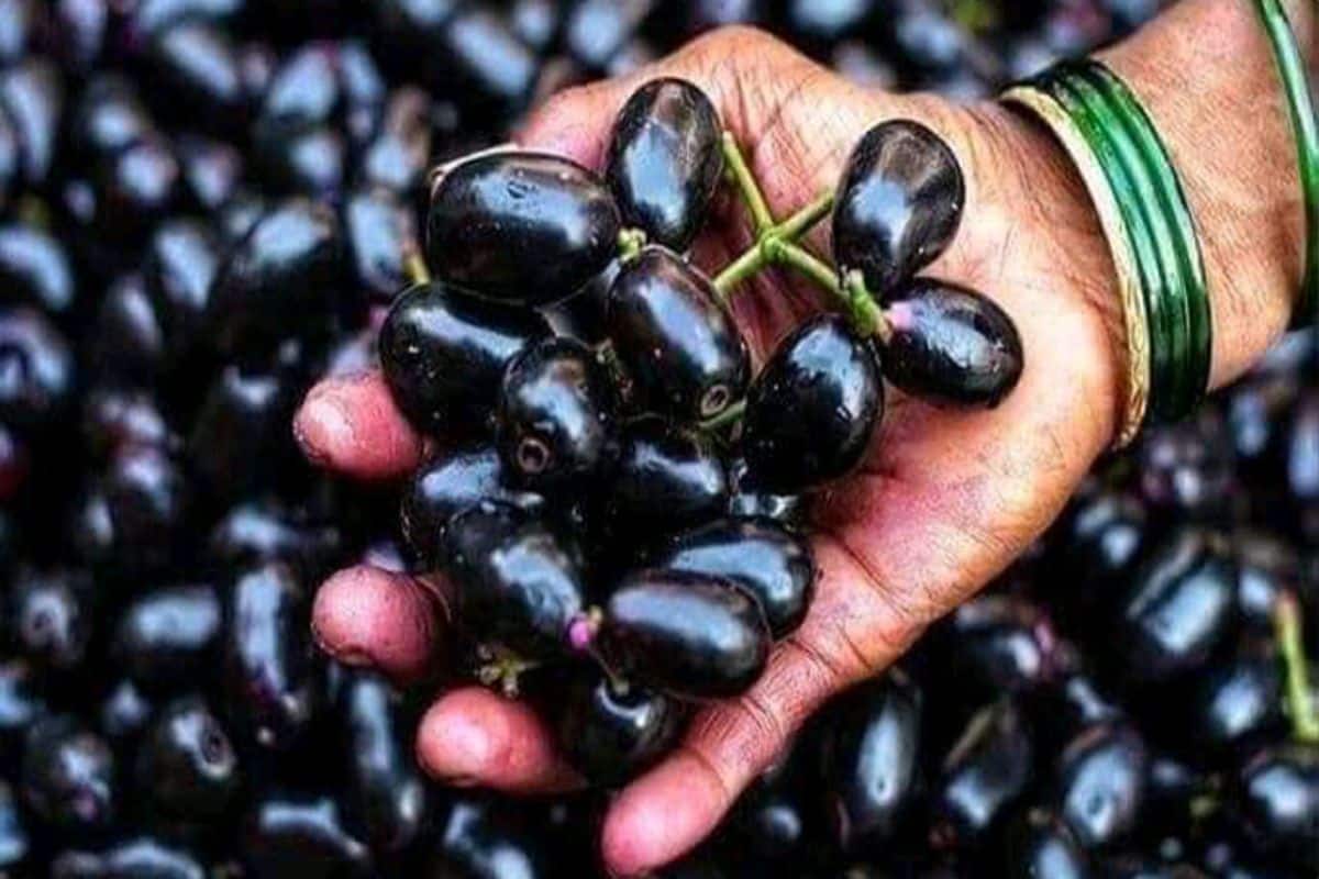 MonsoonTips বর্ষাকালে কাড়ি কাড়ি কালোজাম খাচ্ছেন নাকি? ঠিক করছেন না