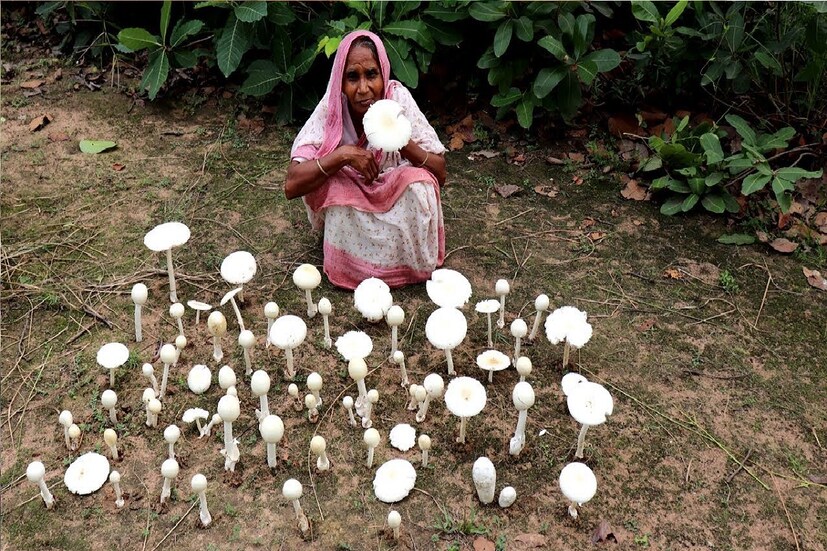 *বর্ষাকালে বড় গাছের জন্মায় এগুলি। খাবার হিসেবে এর স্বাদ মুরগি বা পাঁঠার চেয়ে কোনও অংশে কম নয়। রাঁচির বাসিন্দারা সারা বছর এই বুনো সবজির অপেক্ষায় থাকেন। সংগৃহীত ছবি। 